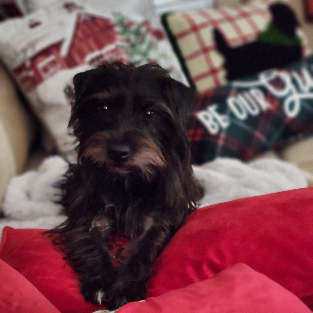 Meet your Posher, Lindsey